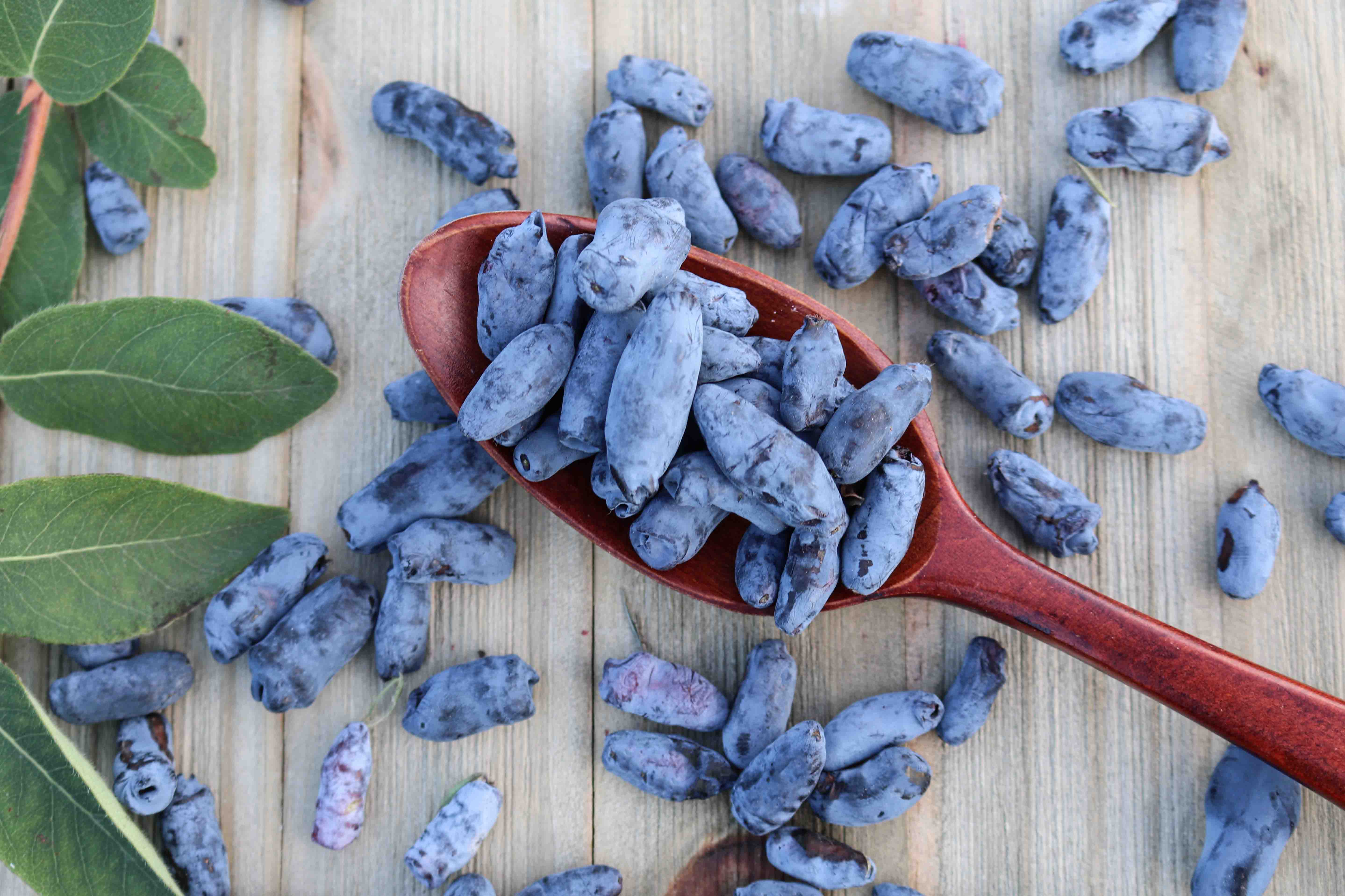A spoonful of haskap berries