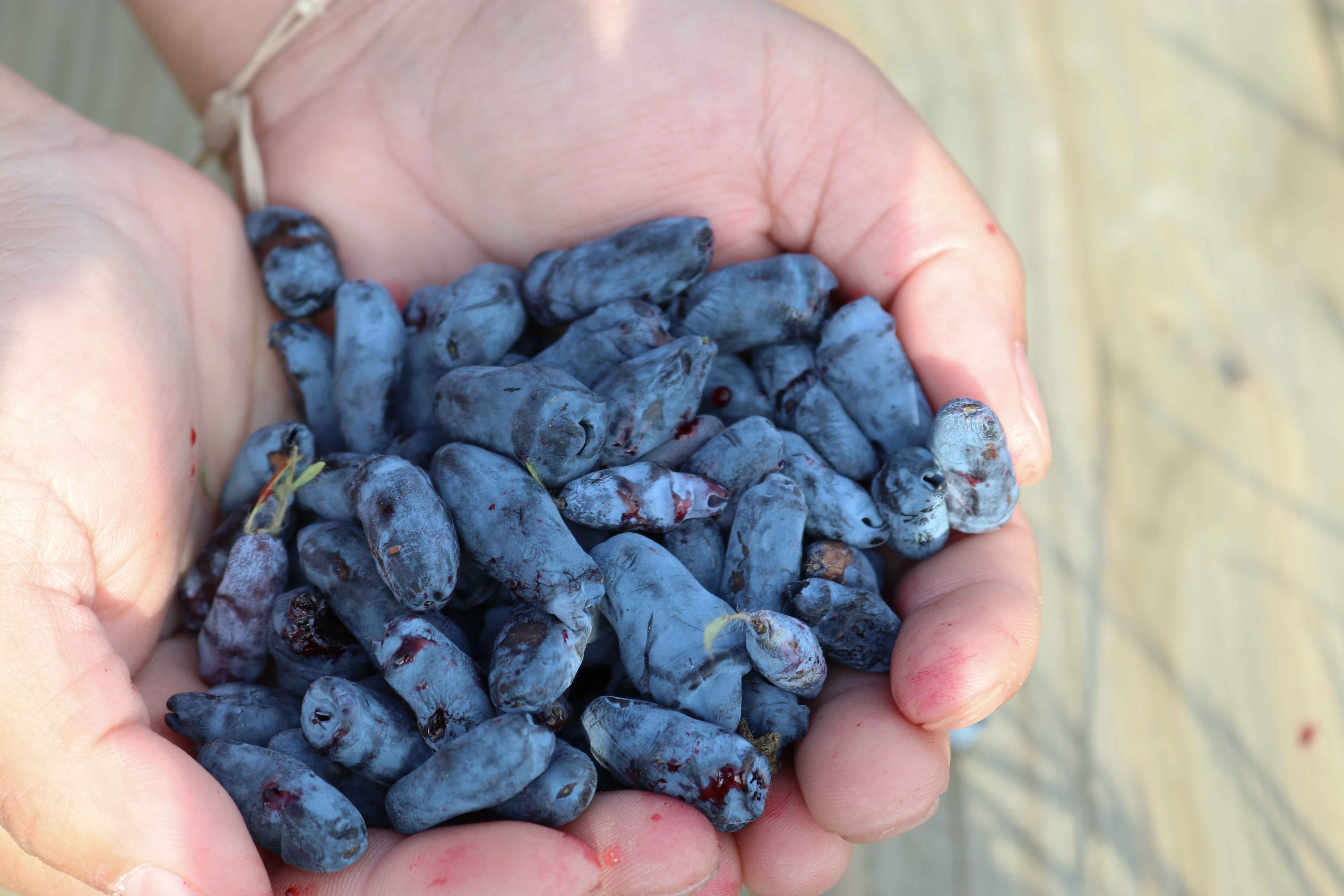 A handful of haskap berries