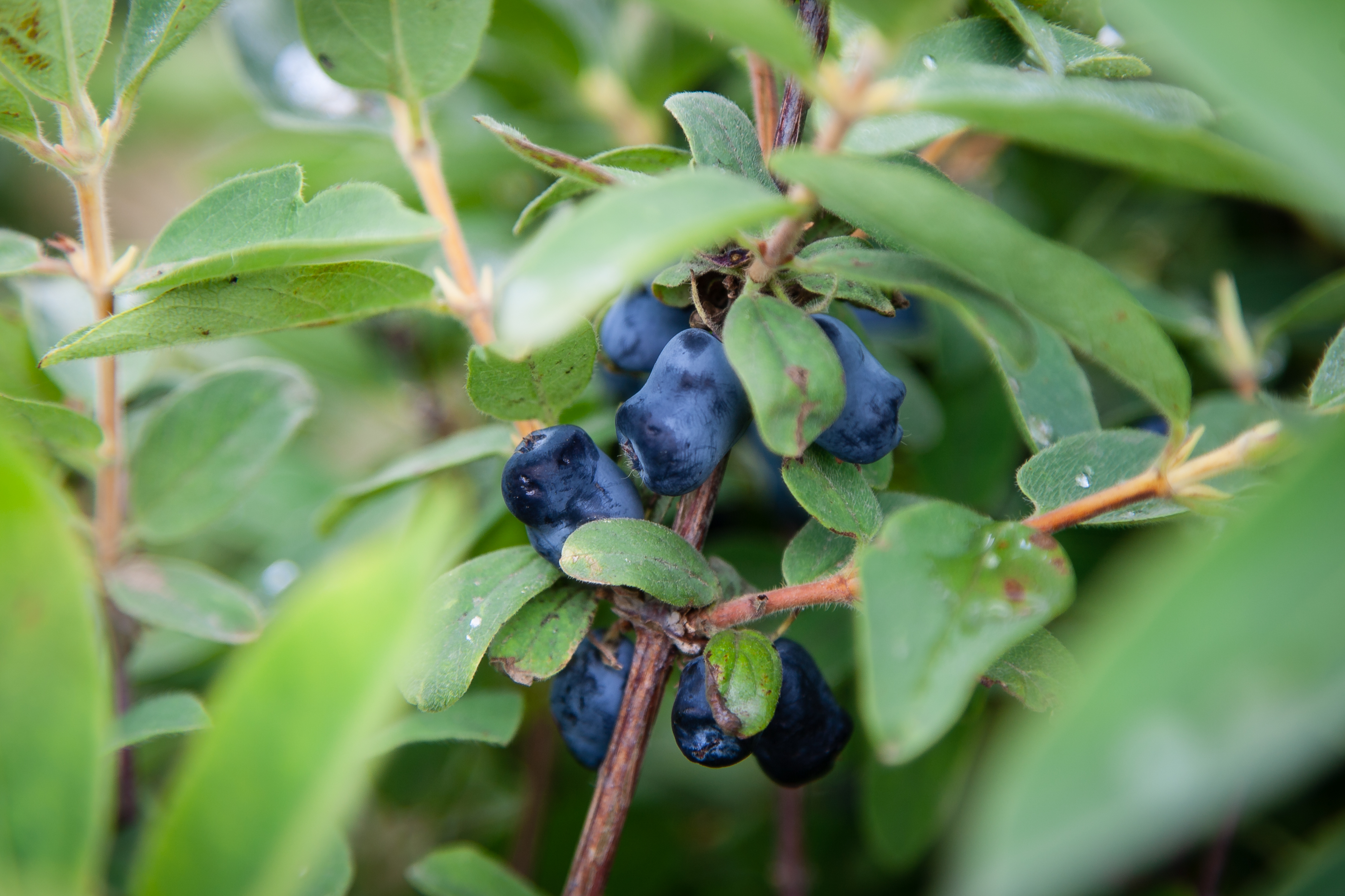 Haskap berries