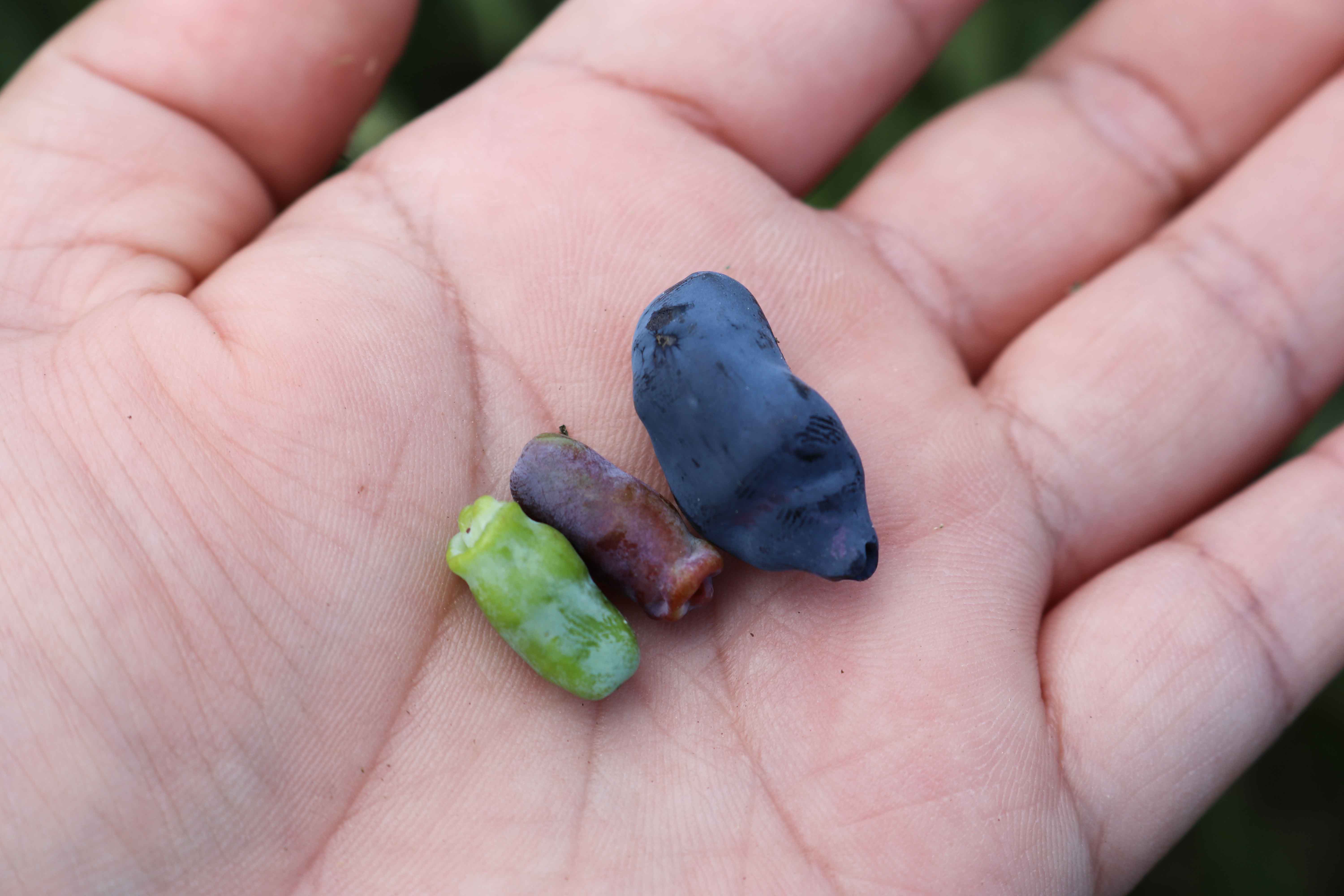 Ripeness stages of Haskap Berries