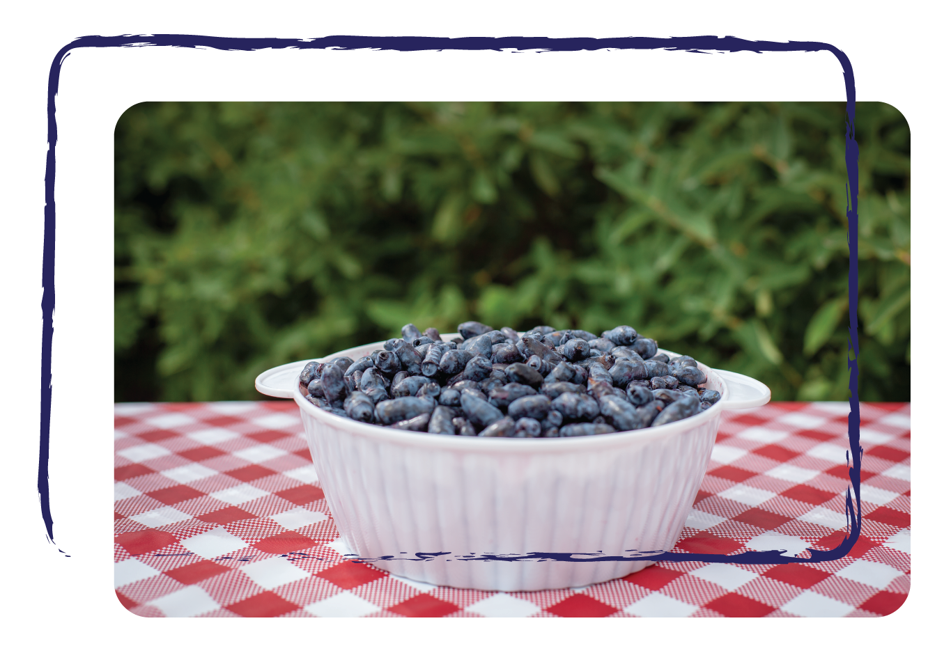 Haskap in a bowl