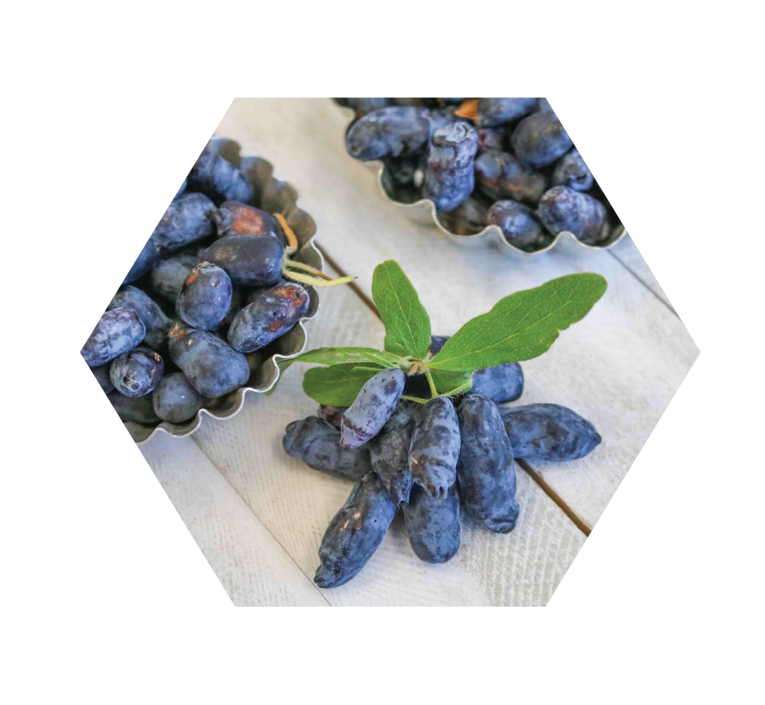 Haskap berries