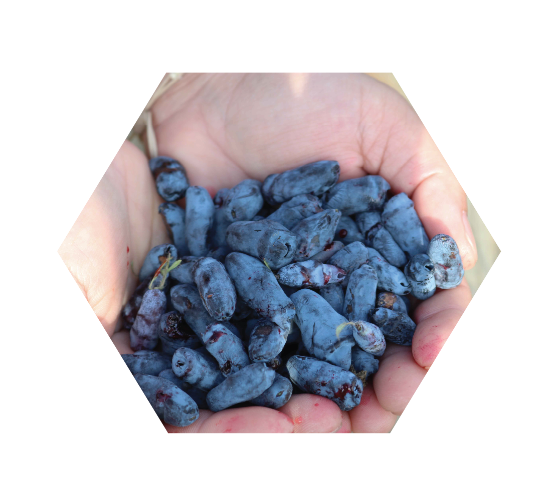 A handful of haskap berries