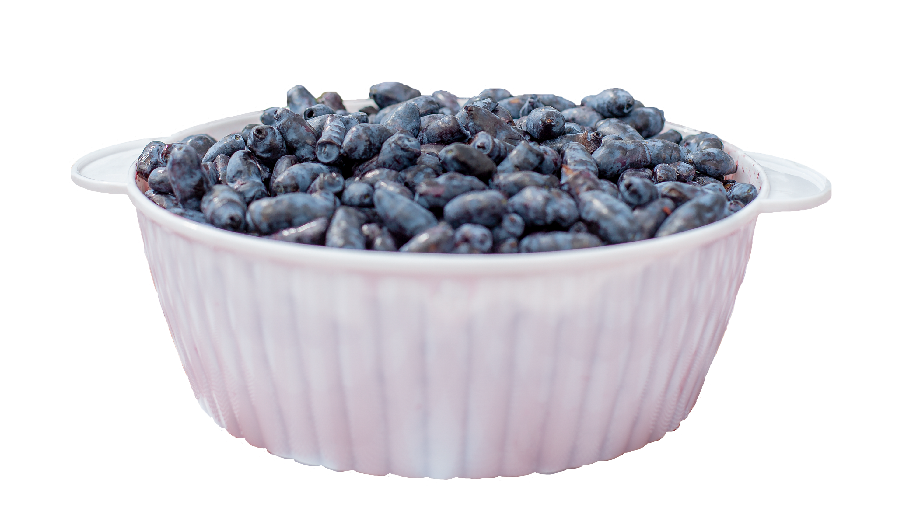 A bowl of haskap berries